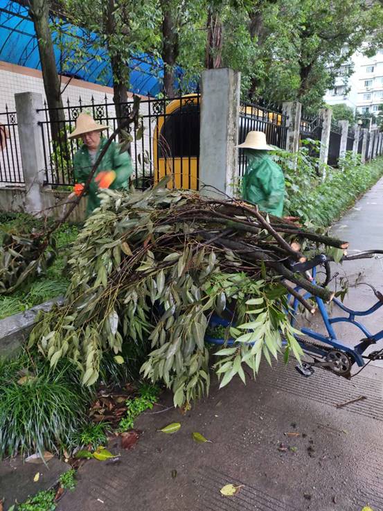 清除暴雨后倒伏树木 (2)