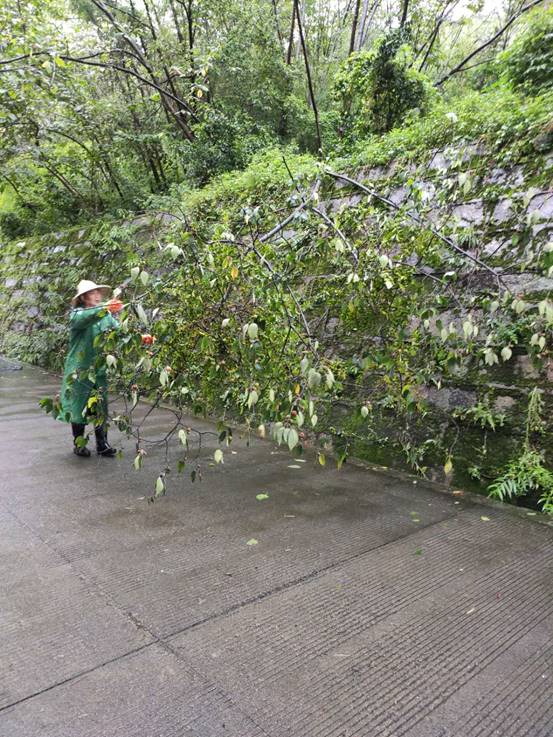 清除暴雨后倒伏树木 (1)